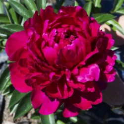 Peonia lilla - diametro 50 cm 